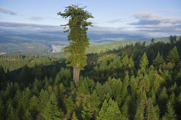 "Генерал Шерман" - сегодня самое большое дерево на земле