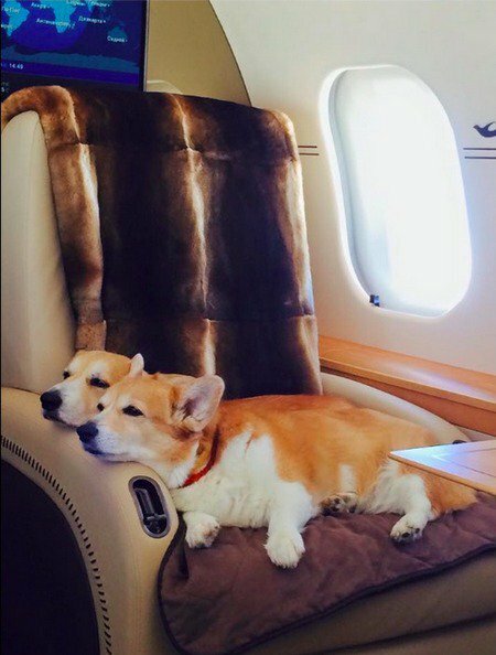 Собаки Шувалова на самолете