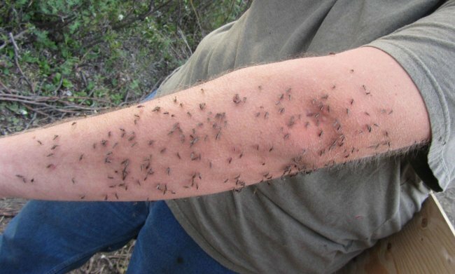 Комары в Крыму в 2016 году